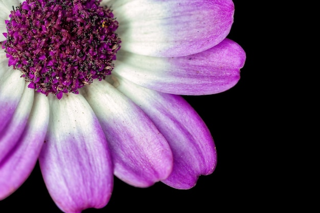 Primo piano di petali di fiori viola