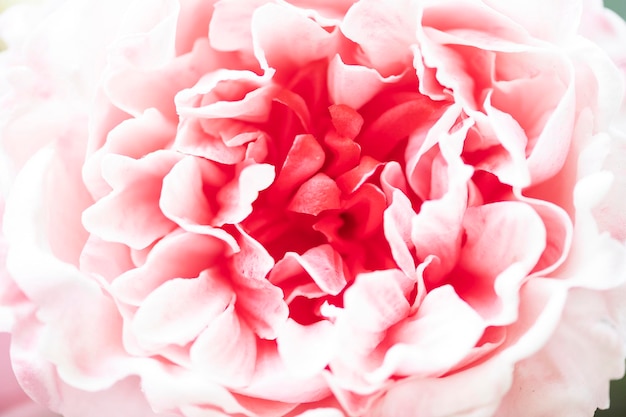 Primo piano di petali di peonia rosa