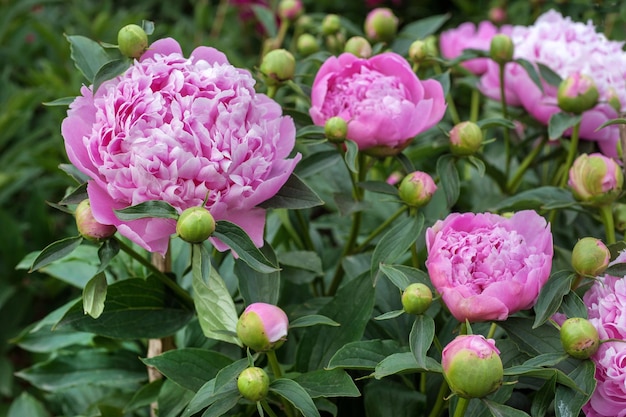 Primo piano di petali rosa di peonie reali in giardino