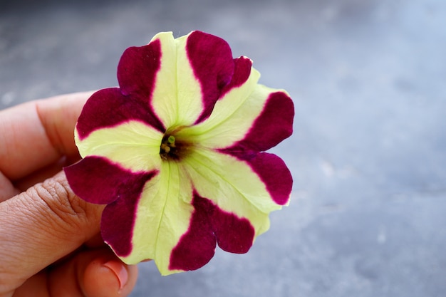 Primo piano di petunia con copia spazio