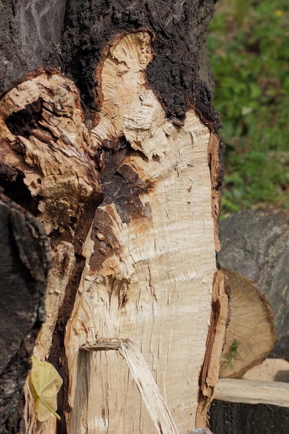 Primo piano di pezzi di legno tagliati come legna da ardere sdraiato a terra Tronchi di legno sdraiato a terra all'aperto