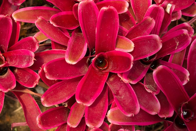 Primo piano di pianta di Bromeliad.