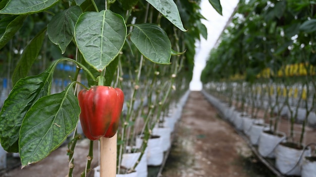 Primo piano di piantagioni di peperoni rossi che crescono in una serra industriale.