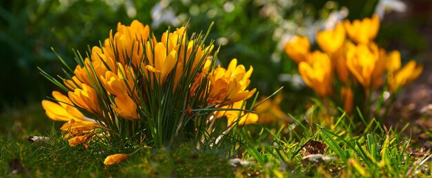 Primo piano di piante di croco velenose gialle che crescono in un terreno nutriente ricco di minerali in un giardino privato paesaggistico e appartato Dettagli testurizzati di fiori di iridaceae in erba nel cortile o nel vivaio