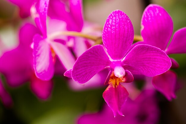 Primo piano di piante di orchidee colorate in piena fioritura.