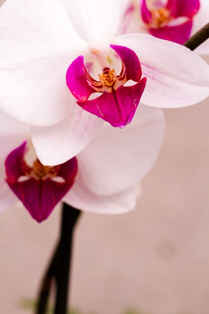 Primo piano di piante di orchidee colorate in piena fioritura.