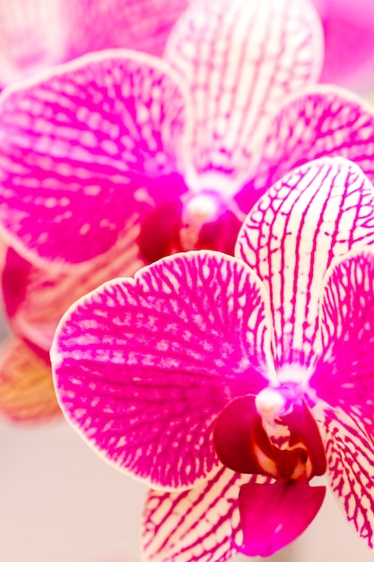 Primo piano di piante di orchidee colorate in piena fioritura.