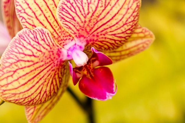 Primo piano di piante di orchidee colorate in piena fioritura.