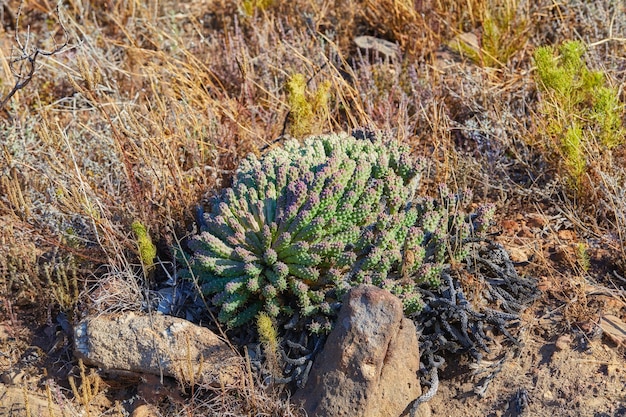 Primo piano di piante grasse e erba secca selvatica che cresce in montagna Piante indigene sudafricane Fynbos e cactus tra le rocce su un sentiero escursionistico avventuroso a Cape Town Western Cape