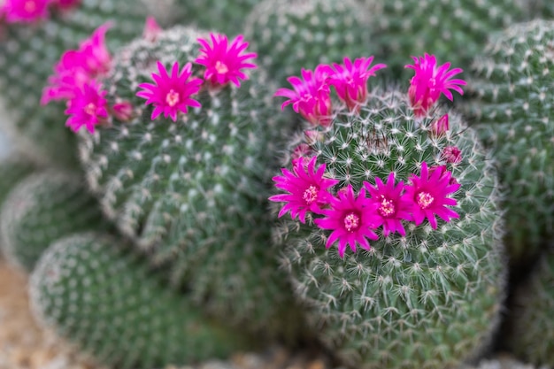 Primo piano di piante succulente di cactus