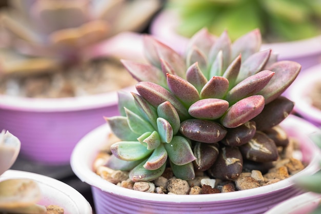 Primo piano di piante succulente di cactus