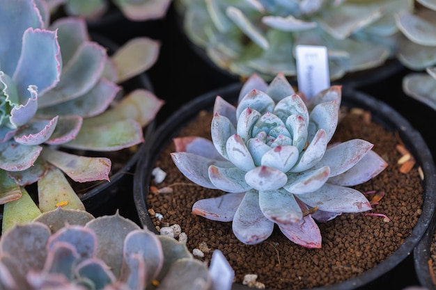 Primo piano di piante succulente di cactus