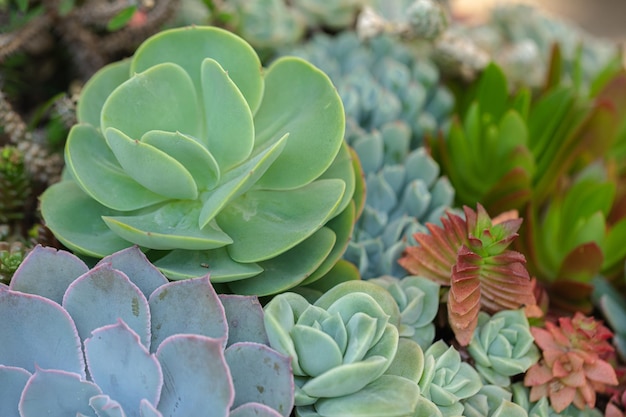 Primo piano di piante succulente di cactus