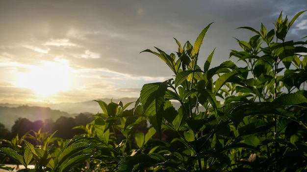 Primo piano di piante verdi fresche con la luce del sole la sera