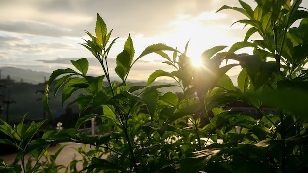 Primo piano di piante verdi fresche con la luce del sole la sera