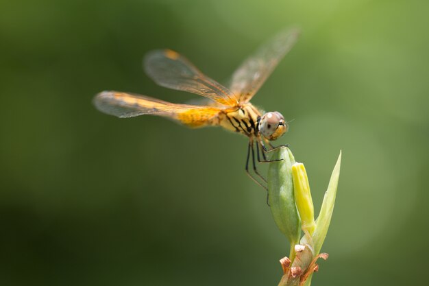 Primo piano di piccola bella libellula, sono il miglior assassino di zanzara in natura