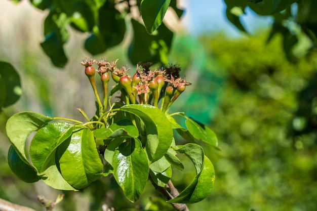 Primo piano di piccole pere che crescono sul pero (albero da frutto). Giornata di sole primaverile.