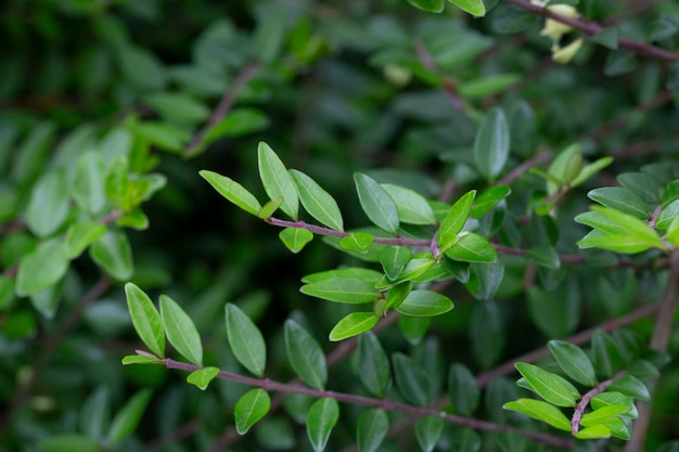 Primo piano di piccoli fiori di caprifoglio bianco nel mese di maggio Caprifoglio Boxleaved ramo nome latino Lonicera ligustrina var pileata Lonicera pileata