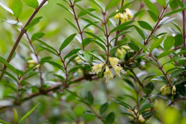 Primo piano di piccoli fiori di caprifoglio bianco nel mese di maggio Caprifoglio Boxleaved ramo nome latino Lonicera ligustrina var pileata Lonicera pileata