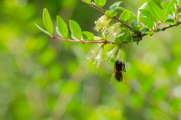 Primo piano di piccoli fiori di caprifoglio bianco nel ramo di caprifoglio di maggio boxleaved nome latino lonicera