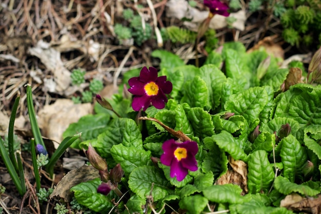 Primo piano di piccoli fiori viola e foglie verdi