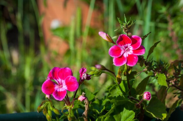 Primo piano di piccoli fiori