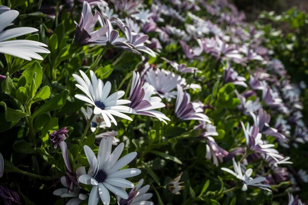 Primo piano di piccolo fiore bianco