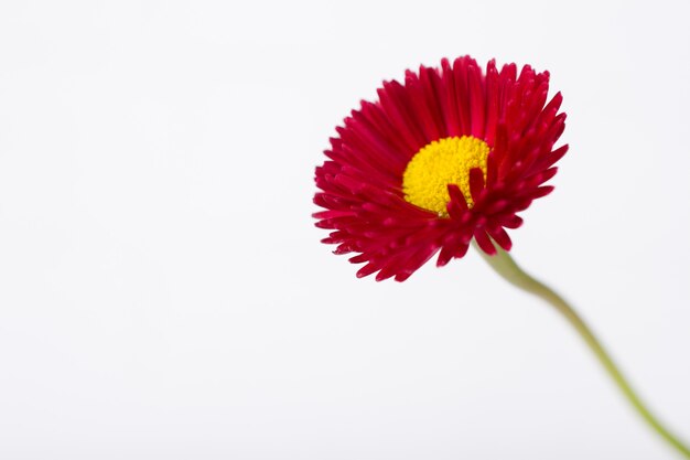 Primo piano di piccolo fiore delicato della margherita di bellis della molla rosa