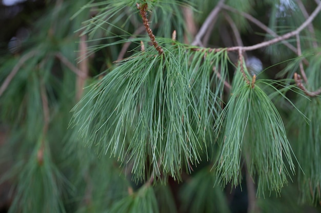 Primo piano di pino lungo di conifere pinus leiophylla schiede ex schltdl comunemente noto come thinleaved