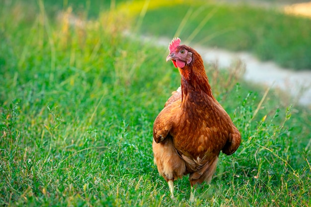 Primo piano di pollo rosso su uno sfondo di erba.