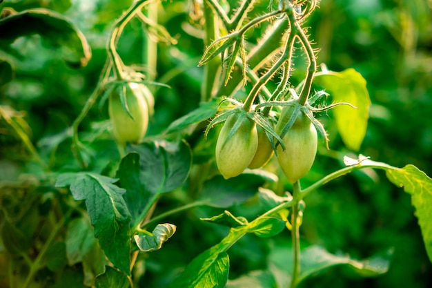 Primo piano di pomodori verdi con messa a fuoco selettiva morbida Stagione dell'orto