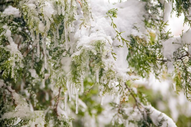 Primo piano di rami di alberi verdi congelati sullo sfondo nelle prime gelide mattine d'inverno