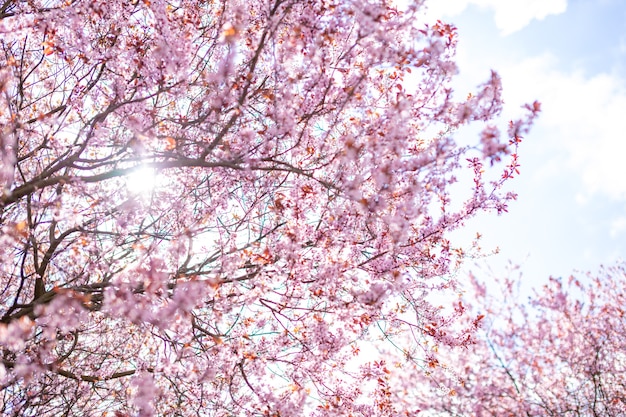 Primo piano di rami di albero di ciliegio rosa con petali di fiori in primavera in