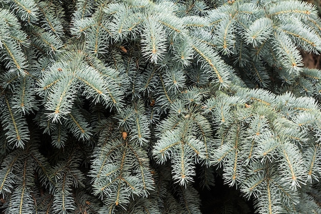 Primo piano di rami di albero di Natale