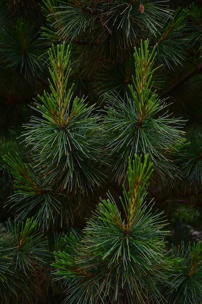 Primo piano di rami di pino per l'intero telaio con grandi aghi singoli ben visibili e bellissime sfumature naturali verdi