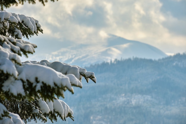 Primo piano di rami di pino ricoperti di neve fresca caduta nella foresta di montagna invernale in una fredda giornata luminosa.