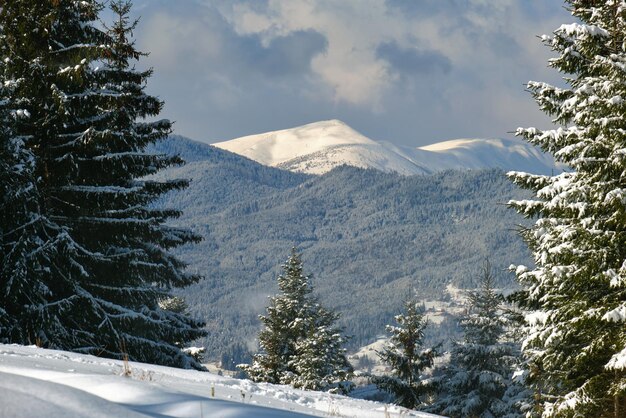Primo piano di rami di pino ricoperti di neve fresca caduta nella foresta di montagna invernale in una fredda giornata luminosa.