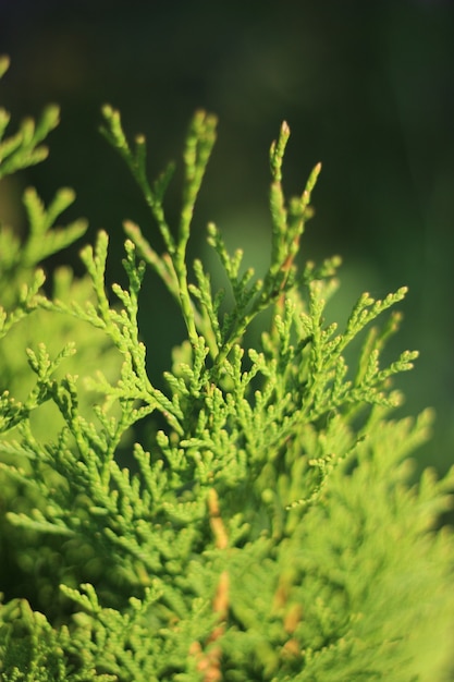 Primo piano di ramoscelli verdi illuminati dal sole di arborvitae western