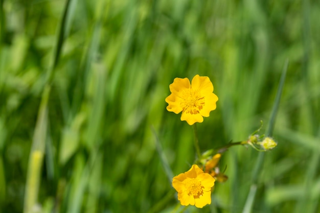 Primo piano di Ranunculus arvensisas noto come ranuncolo di mais con fioritura giallo brillante è una specie vegetale