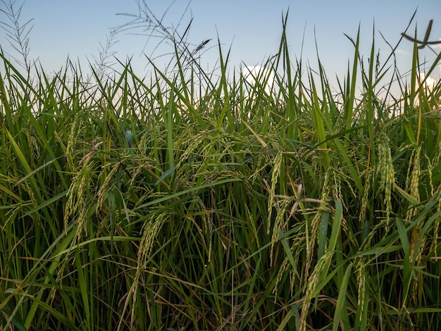 Primo piano di riso nella risaia vicino al tempo del raccolto, fattoria biologica dell'agricoltore thailandese nel villaggio di campagna, vista frontale per lo sfondo.