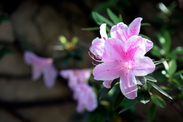 Primo piano di rododendro traslucido in controluce