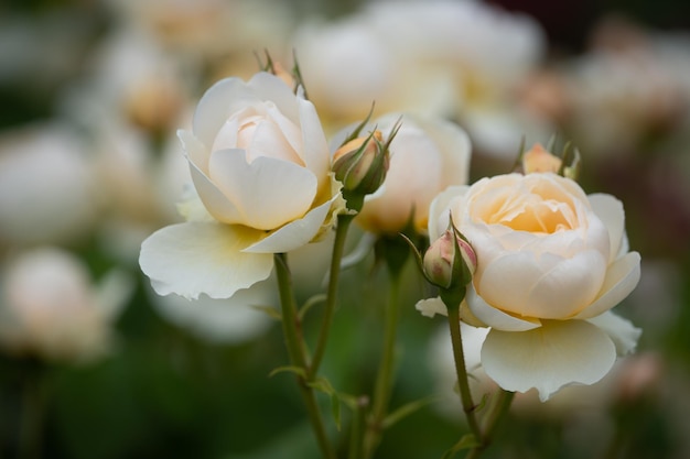 Primo piano di rosa bianca