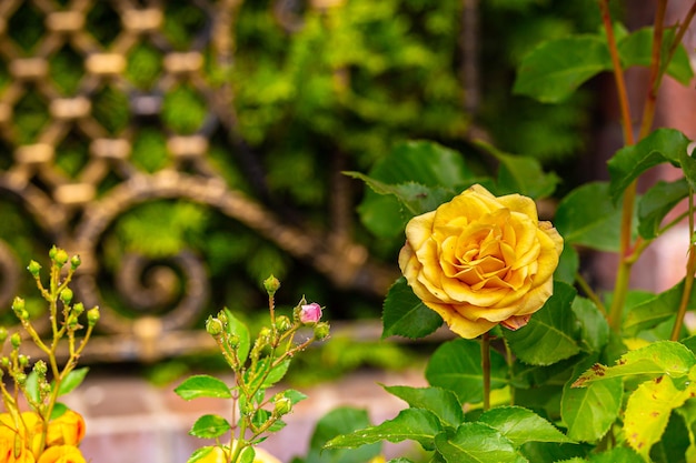 Primo piano di rosa gialla sullo sfondo di vegetazione sfocata e un bellissimo recinto