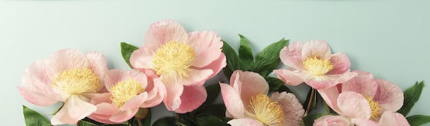 Primo piano di rosa rosa