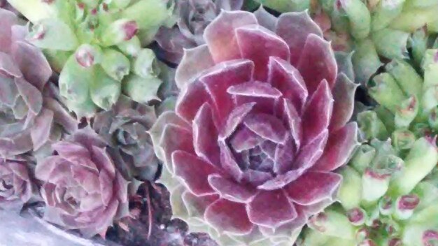 Primo piano di rosa rosa