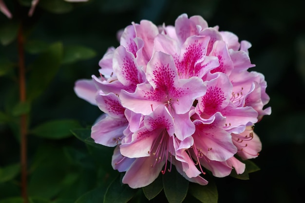 Primo piano di rosa rosa