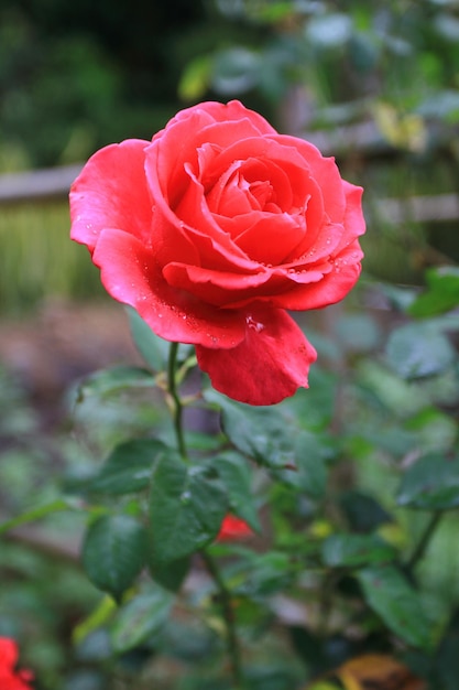 Primo piano di rosa rossa