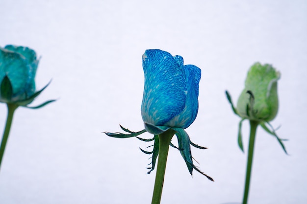 Primo piano di rose colorate chimicamente Bud di una rosa blu e verde su sfondo bianco