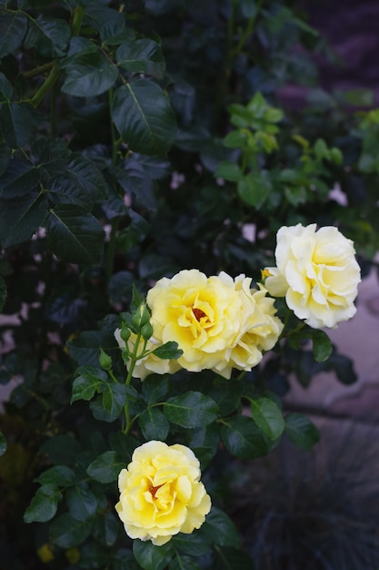 Primo piano di rose gialle su sfondo verde scuro