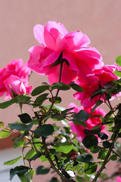 Primo piano di rose rosa nel giardino in un luminoso lampo mattutino Regina Elisabetta teneri fiori di rosa rosa in piena fioritura contro il muro rosa Bellezza del giardino delle rose